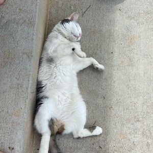 Meet your Posher, Cassidy